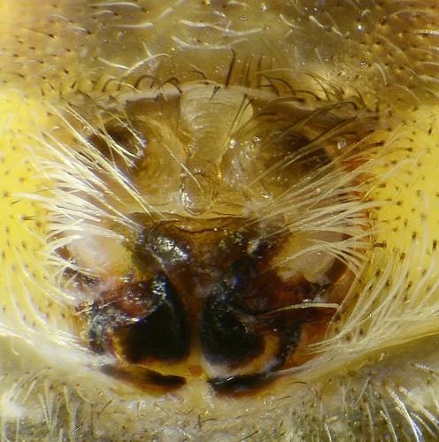 Réf. 266 268 : Larinioides sclopetarius